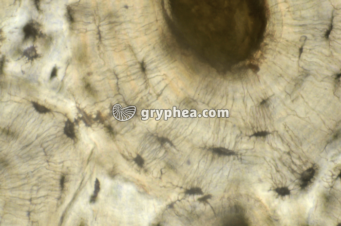 Os compact x160 - gryphea.com